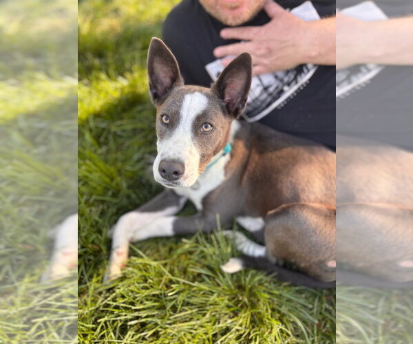 Medium Photo #2 Mutt Puppy For Sale in Salt Lake City, UT, USA