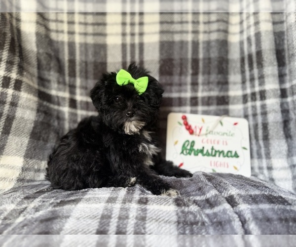 Medium Photo #9 YorkiePoo Puppy For Sale in LAKELAND, FL, USA