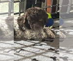 Puppy Yellow  Ophelia Lagotto Romagnolo