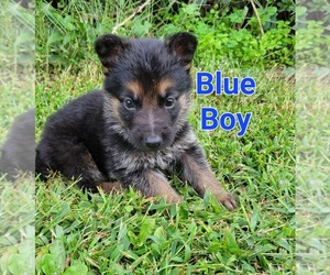 German Shepherd Dog Puppy for Sale in BENSON, North Carolina USA