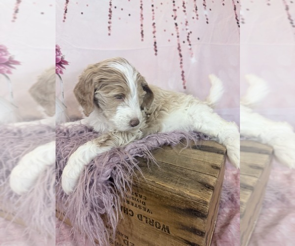 Medium Photo #49 Aussie-Poo-Goldendoodle Mix Puppy For Sale in COMMERCE, MI, USA