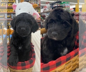 Bernedoodle Puppy for sale in MEMPHIS, TN, USA