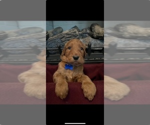 Irish Doodle-Poodle (Standard) Mix Puppy for sale in BLACKSBURG, VA, USA