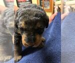 Small Photo #3 Airedale Terrier Puppy For Sale in MOSCOW, ID, USA