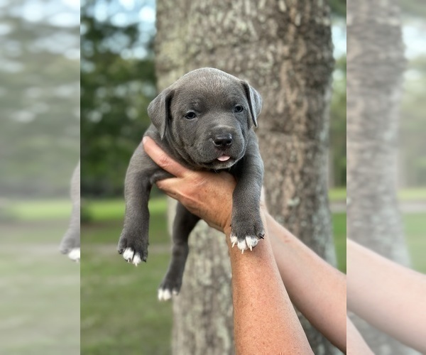 Medium Photo #1 American Bully Puppy For Sale in VIDOR, TX, USA