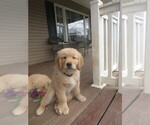 Small Photo #11 English Cream Golden Retriever Puppy For Sale in MECHANICSVILLE, MD, USA