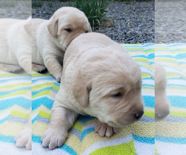 Medium Photo #30 Labrador Retriever Puppy For Sale in OLYMPIA, WA, USA