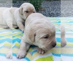 Small #28 Labrador Retriever
