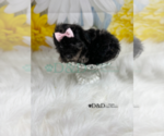 Small Photo #8 YorkiePoo Puppy For Sale in RIPLEY, MS, USA
