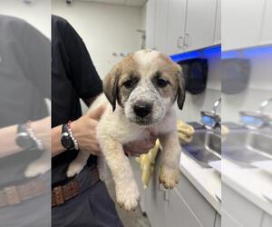 Great Pyrenees-Unknown Mix Dogs for adoption in Rosenberg, TX, USA