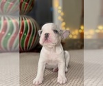 Small Photo #13 French Bulldog Puppy For Sale in HILTON, NY, USA