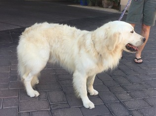 Father of the Golden Retriever puppies born on 08/05/2018