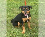 Small #2 English Bullweiler