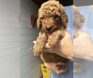 Cavapoo Puppy for sale in WAGENER, SC, USA