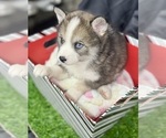 Small #4 Pomsky-Shiba Inu Mix