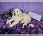 Small Photo #40 English Cream Golden Retriever Puppy For Sale in PEYTON, CO, USA
