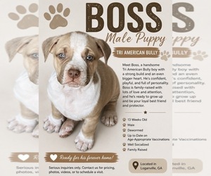 Medium American Bully