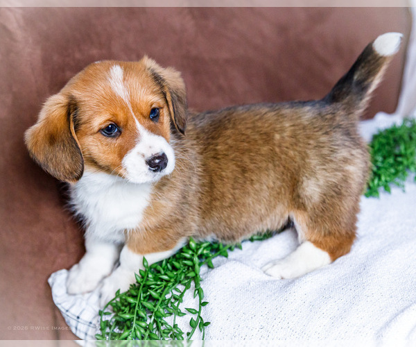 Medium Photo #9 Dorgi Puppy For Sale in WAKARUSA, IN, USA