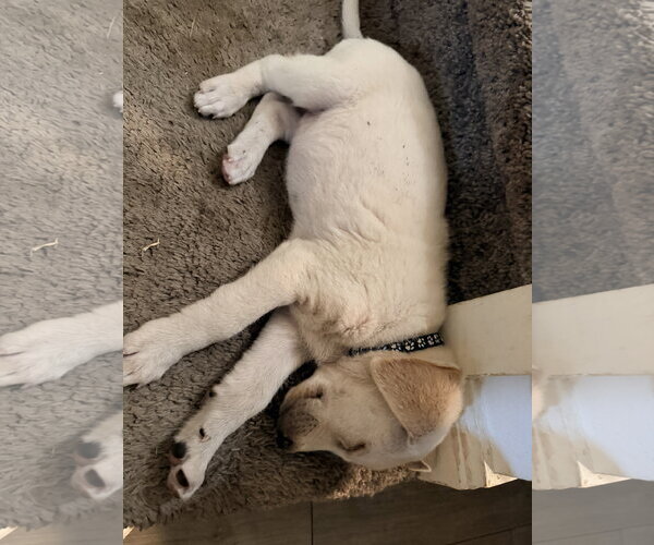 Medium Photo #1 Labrador Retriever-Unknown Mix Puppy For Sale in The Woodlands, TX, USA