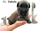 Puppy Puppy 3 Soft Coated Wheaten Terrier