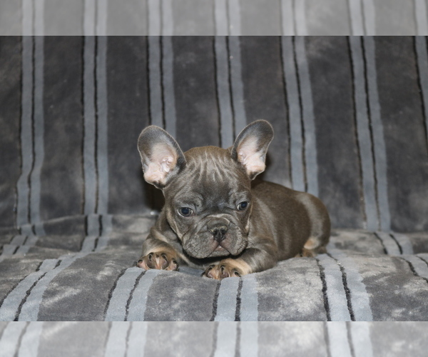 Medium Photo #5 French Bulldog Puppy For Sale in WINDSOR MILL, MD, USA