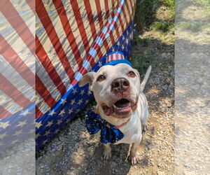 American Bulldog-Unknown Mix Dogs for adoption in Calhoun, GA, USA