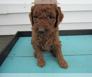 Goldendoodle Puppy for sale in BOSTON, MA, USA