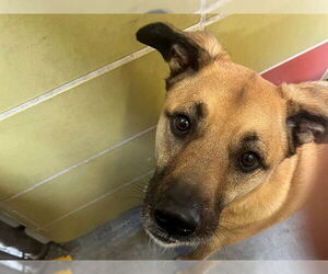 German Shepherd Dog-Unknown Mix Dogs for adoption in Redwood City, CA, USA