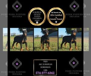 Doberman Pinscher Puppy for sale in WARSAW, IN, USA