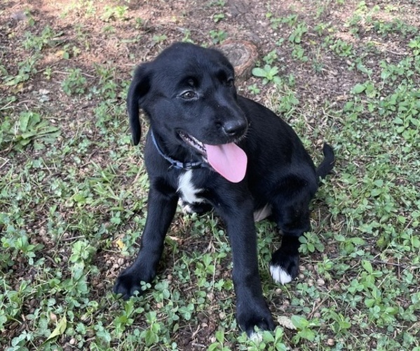 Medium Photo #4 Lab-Pointer Puppy For Sale in PELZER, SC, USA