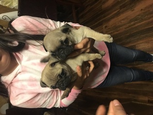 Pug Puppy for sale in LITTLE ELM, TX, USA