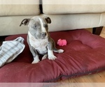 Small Photo #26 American Bully Puppy For Sale in LUBBOCK, TX, USA