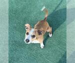 Small #1 Chihuahua
