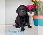 Puppy 2 Labrador Retriever