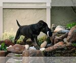 Small Photo #8 German Shepherd Dog Puppy For Sale in West Sacramento, CA, USA