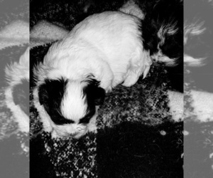 Mal-Shi Puppy for Sale in WOBURN, Massachusetts USA