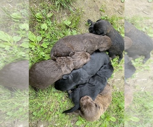 Labradoodle Puppy for sale in BENTON, IL, USA
