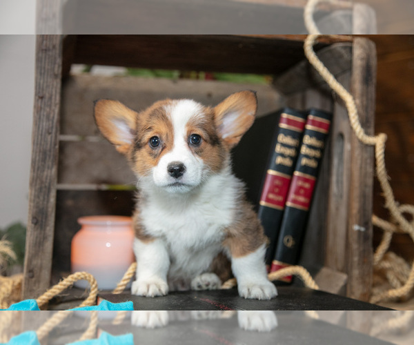 Medium Photo #1 Pembroke Welsh Corgi Puppy For Sale in WAKARUSA, IN, USA