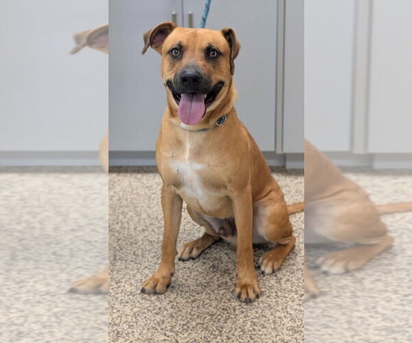 Medium Photo #7 Black Mouth Cur Puppy For Sale in Canton, CT, USA