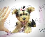 Small Photo #9 Yorkshire Terrier Puppy For Sale in LAS VEGAS, NV, USA