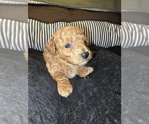 Medium Photo #3 Poodle (Toy) Puppy For Sale in NEENAH, WI, USA