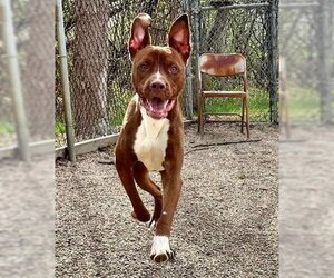 American Pit Bull Terrier-Basenji Mix Dogs for adoption in Peoria, IL, USA