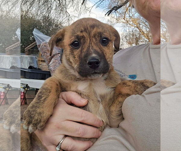 Medium Photo #1 Mountain Cur-Unknown Mix Puppy For Sale in Oakhurst, NJ, USA