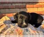 Small #1 Cardigan Welsh Corgi-Scottish Terrier Mix