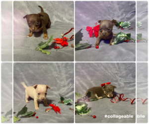 Chihuahua Puppy for Sale in ARANSAS PASS, Texas USA