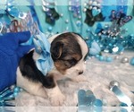 Small #1 Yorkshire Terrier