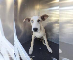 Mutt Dogs for adoption in San Antonio, TX, USA