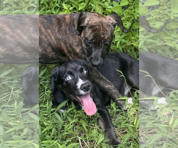 Medium Photo #4 Labmaraner Puppy For Sale in Pottstown, PA, USA