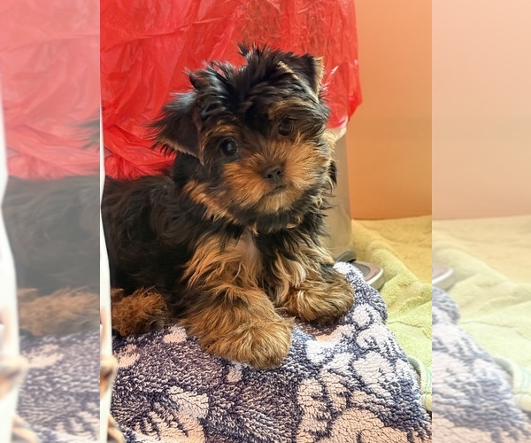Medium Photo #5 Yorkshire Terrier Puppy For Sale in VALRICO, FL, USA