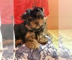 Small #4 Yorkshire Terrier